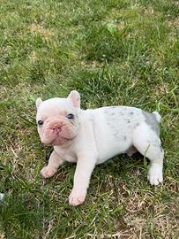 Cuccioli bulldog francese Merle