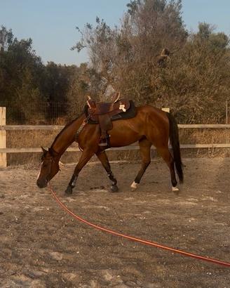 Quarter horse