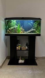 Acquario 80lt