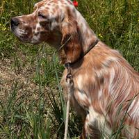 Setter inglese