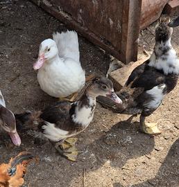 Anatra muta bianca e pezzata