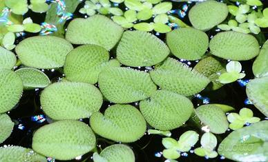 Salvinia natans