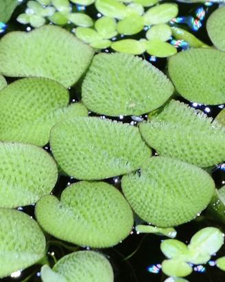 Salvinia natans