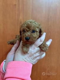 Cuccioli italiani, taglia molto piccola