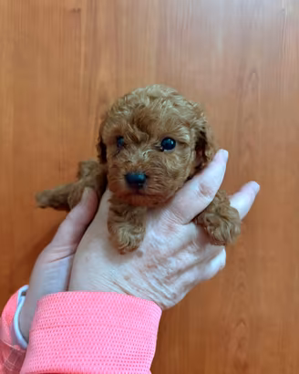 Cuccioli italiani, taglia molto piccola