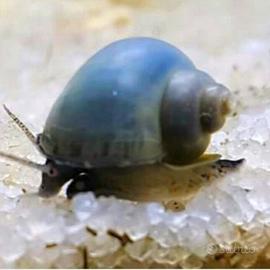 Lumache ampullarie ed altro acquario
