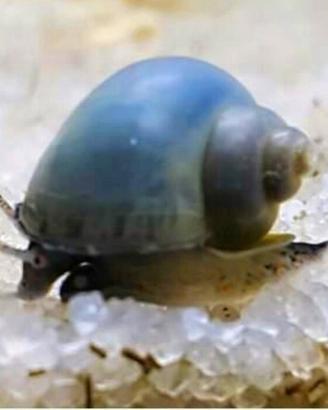 Lumache ampullarie ed altro acquario