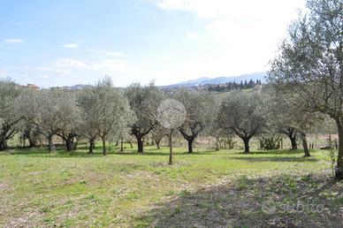 TER. AGRICOLO A ROMA
