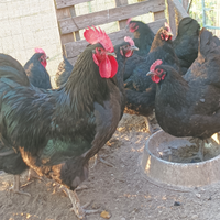 Australorp