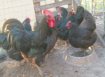 Australorp