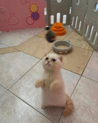 Scottish Fold