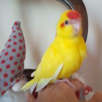 Pappagalli domestici