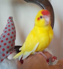 Pappagalli domestici