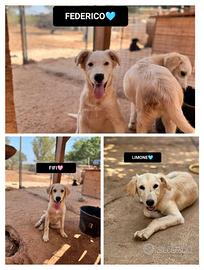 Limone, federico, fifi, 4 mesi