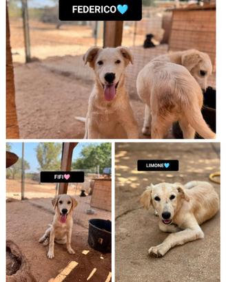 Limone, federico, fifi, 4 mesi