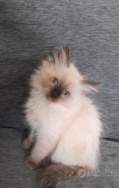 Cucciolo Ragdoll Seal Point