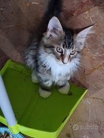 maincoon