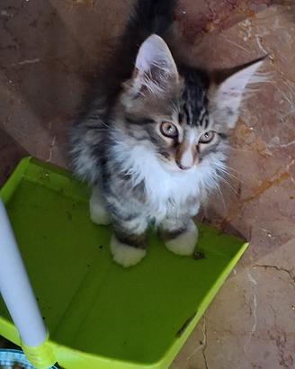 maincoon