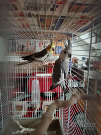 Pappagalli calopsiti