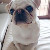 Cane carlino per monta