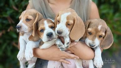 Beagle con pedigree prestigioso