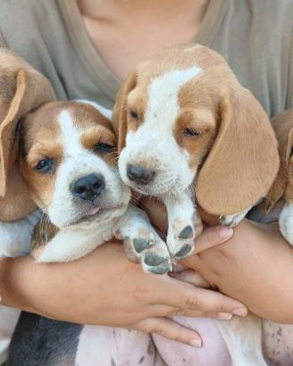 Beagle con pedigree prestigioso