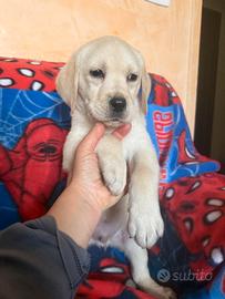 Labrador retriever con pedigree ENCI