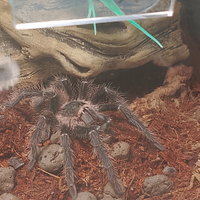 Lasiodora parahybana maschio