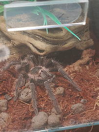 Lasiodora parahybana maschio