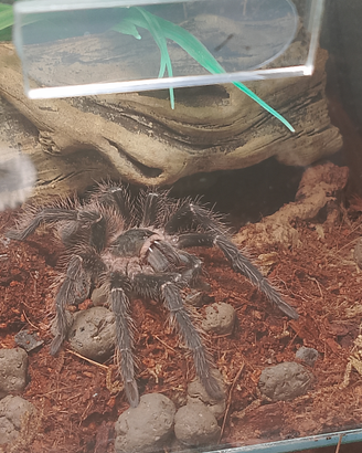 Lasiodora parahybana maschio
