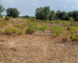 Vendiamo terreno agricolo in zona via fanelli