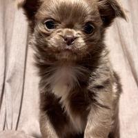 Chihuahua cucciolo lilac pelo lungo