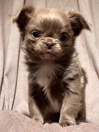 Chihuahua cucciolo lilac pelo lungo