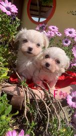 Maltesi femmina puri