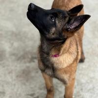 Cuccioli pastore Belga Malinois