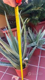Piante aloe vera