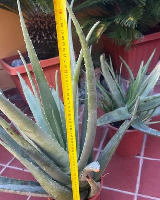 Piante aloe vera