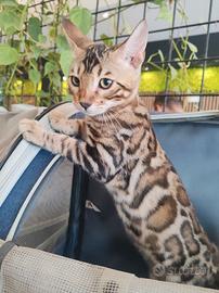 Gatto del Bengala cuccioli