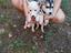 Immagine 1
