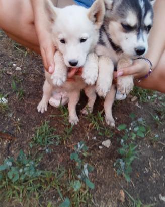 Husky