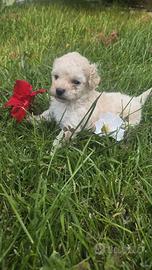 Maltipoo