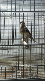 Canarini arlecchino portoghesi