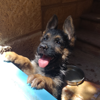 Pastore tedesco cuccioli