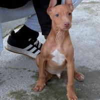 Ultimo cucciolo di Cirneco dell'Etna