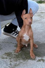 Ultimo cucciolo di Cirneco dell'Etna