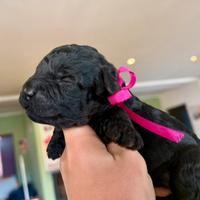 Barboncino nano nero femmine