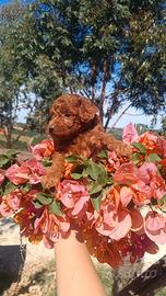 Barboncino Toy Red Pedigree Enci