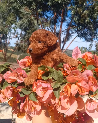 Barboncino Toy Red Pedigree Enci