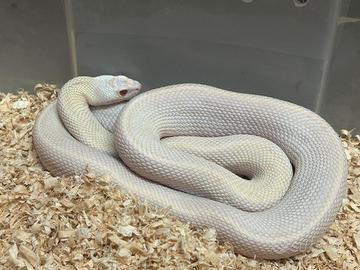 Serpente toro pituophis catenifer