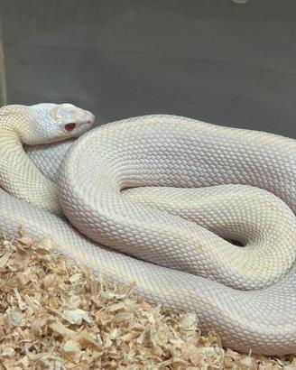 Serpente toro pituophis catenifer